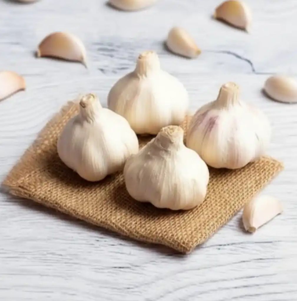 Garlic Lesson Size 30-4o mm