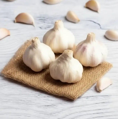 Garlic Lesson Size 30-4o mm