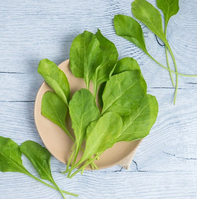 Spinch/Palak